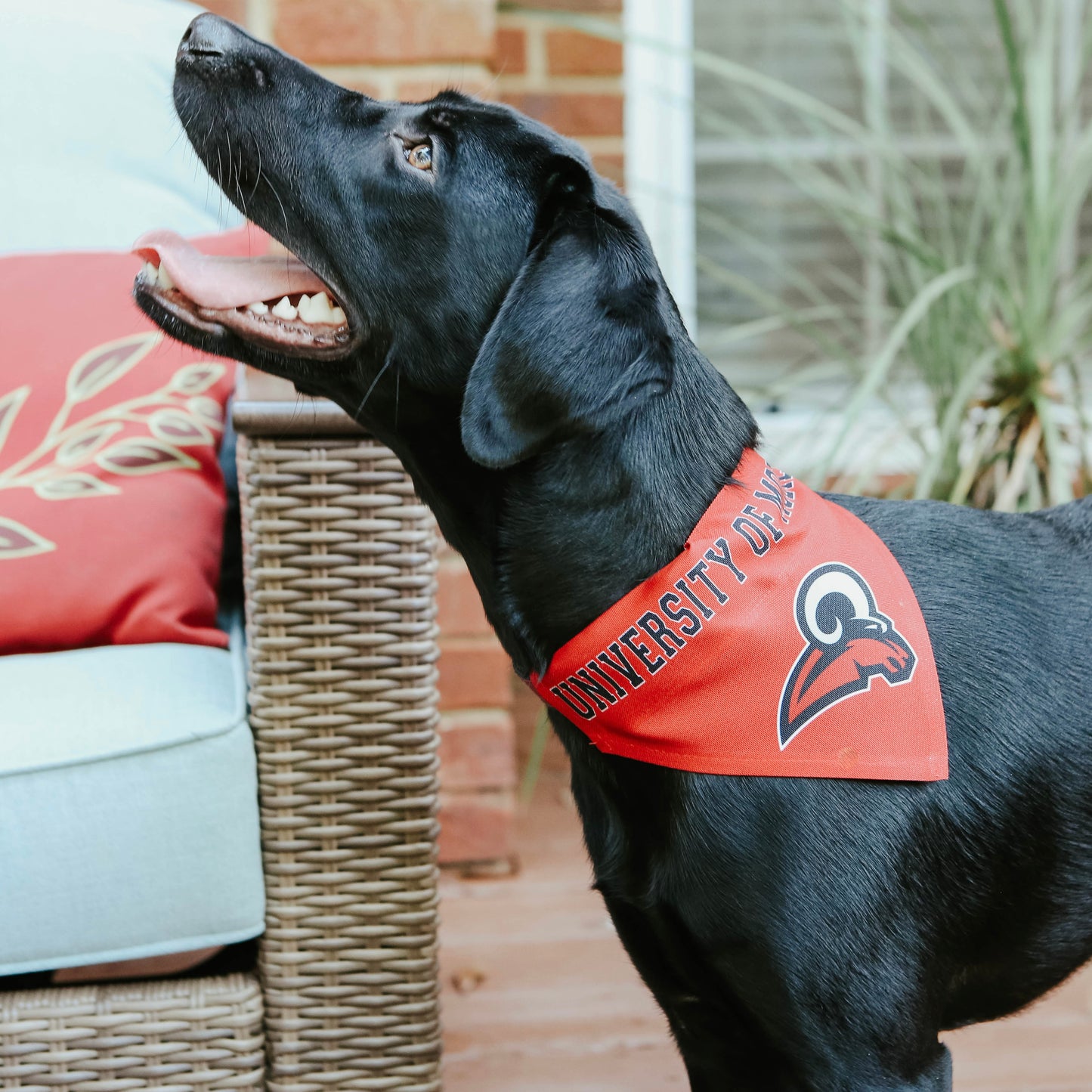 UM Pet Bandanna